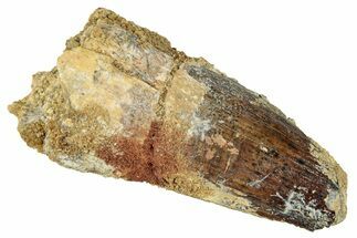 Bargain, Fossil Spinosaurus Tooth - Real Dinosaur Tooth #273776