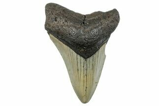 Serrated, Fossil Megalodon Tooth - North Carolina #273943