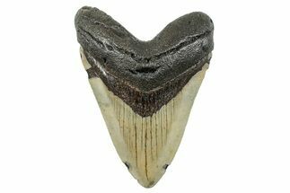 Serrated, Fossil Megalodon Tooth - North Carolina #273952