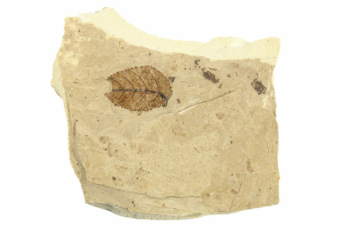 Fossil Leaf Alnus Mcabee Fossil Beds Bc For Sale