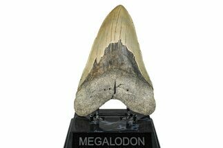 Serrated, Fossil Megalodon Tooth - Huge NC Meg #274759