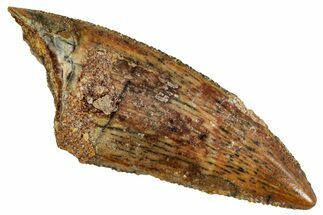 Serrated, Raptor Tooth - Real Dinosaur Tooth #275045