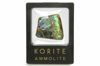 Iridescent Ammolite (Fossil Ammonite Shell) - Rainbow Colored #275101
