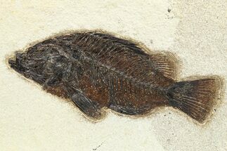Detailed Fossil Fish (Priscacara) - Green River Formation #275204