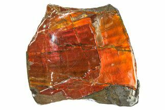 Flashy Ammolite (Fossil Ammonite Shell) - Fiery Red! #275120