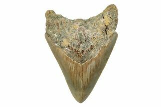 Serrated, Fossil Megalodon Tooth - North Carolina #274633