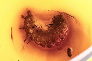 Detailed Fossil Beetle (Cleridae?) Larva in Baltic Amber #275449