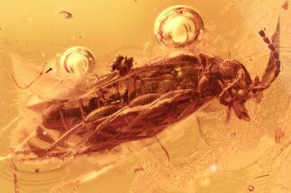 Detailed Fossil False Flower Beetle (Scraptiidae) in Baltic Amber #275465