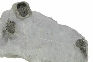 Three Devil Horned Cyphaspis Trilobite - Mrakib, Morocco #276161
