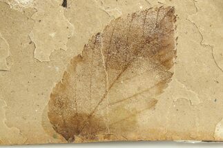 Fossil Plant Leaf - McAbee, BC #276356