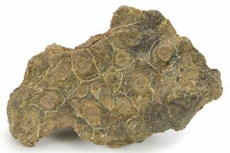 Rough Fossil Coral (Actinocyathus) - Morocco #276743