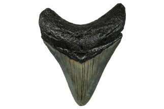 Serrated, Fossil Megalodon Tooth - North Carolina #274003
