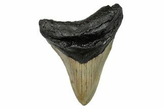 Serrated, Fossil Megalodon Tooth - North Carolina #274010