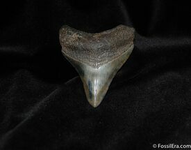 Great / Inch Megalodon Tooth From Georgia #55