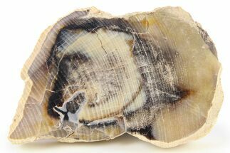 Polished Petrified Wood Slab - Washington #277118