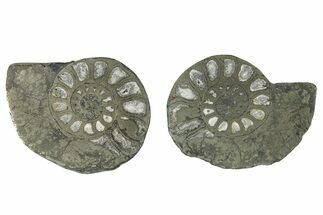 Pyritized Cut Ammonite Fossil Pair - Morocco #276617