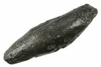 Fossil Sperm Whale (Scaldicetus) Tooth - South Carolina #277319