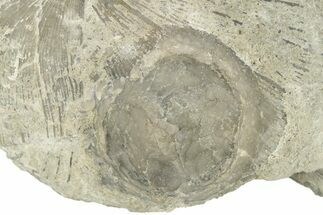 Fossil Edrioasteroid (Isorophus) on Brachiopod - Ohio #277610