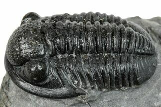 Detailed Gerastos Trilobite Fossil - Morocco #277642