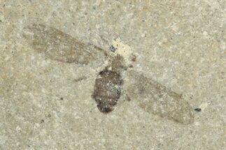 Fossil Fly (Diptera) - Green River Formation, Colorado #278132