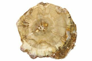 Petrified Wood (Araucaria) Round - Madagascar #83236
