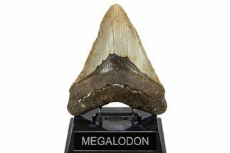Large, Fossil Megalodon Tooth - North Carolina #108937