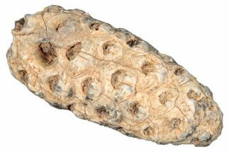 Fossil Seed Cone (Or Aggregate Fruit) - Morocco #277764