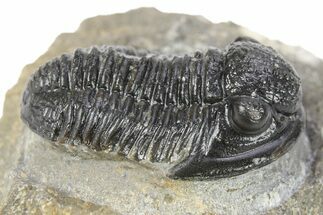Detailed Gerastos Trilobite Fossil - Morocco #277657