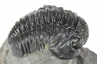 Curled Gerastos Trilobite Fossil - Morocco #277658