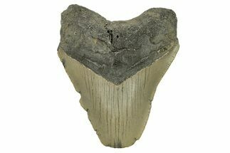 Bargain, Fossil Megalodon Tooth - Serrated Blade #272829