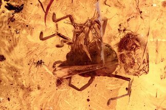 Fossil Velvet Mite (Trombidiidae) In Baltic Amber #278621