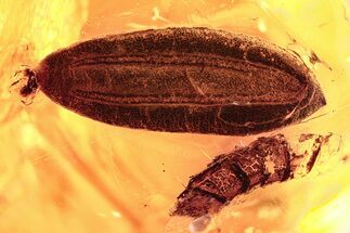 Detailed Fossil Leaf (Dillenia) in Baltic Amber #278694