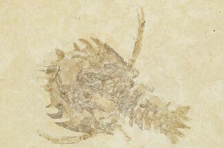 Fossil Decapod Crustacean (Eryon) - Solnhofen Limestone #279047