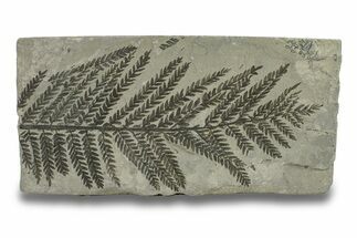 Carboniferous Fossil Fern (Odontopteris) - France #279466