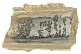 Triassic Aged Stromatolite Fossil - England #279489