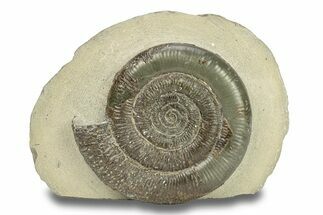 Jurassic Ammonite (Dactylioceras) Fossil - England #279550
