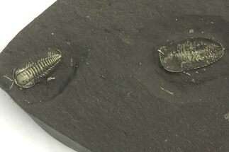 Three Pyritized Triarthrus Trilobites With Appendages - New York #280067