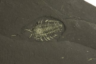 Pyritized Triarthrus Trilobite With Appendages - Near Perfect! #280111