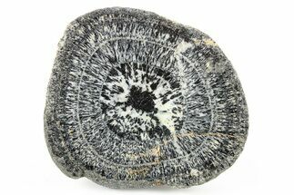 Polished Orbicular Granite Section - Western Australia #279933