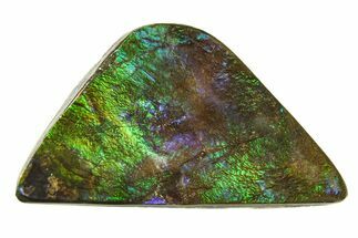 Iridescent Ammolite (Fossil Ammonite Shell) - Alberta #279956