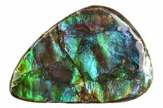 Iridescent Ammolite (Fossil Ammonite Shell) - Alberta #279958