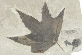 Fossil Sycamore (Macginitiea) Leaf - Utah #280209