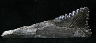 Bizarre Edestus Shark Tooth In Jaw - Carboniferous #15915