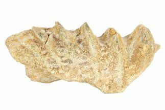Cretaceous Lungfish (Ceratodus) Tooth Plate - Morocco #280596