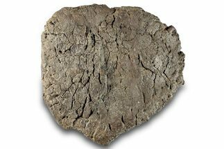 Fossil Ankylosaur Scute - Montana #281007