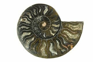 Cut & Polished Ammonite Fossil (Half) - Unusual Black Color #281296