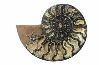 Cut & Polished Ammonite Fossil (Half) - Unusual Black Color #281422