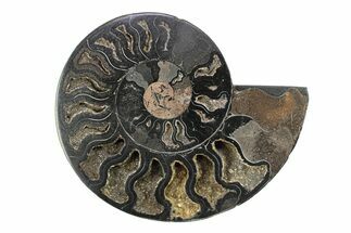 Cut & Polished Ammonite Fossil (Half) - Unusual Black Color #281424