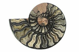 Cut & Polished Ammonite Fossil (Half) - Unusual Black Color #281452