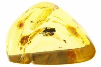 Polished Colombian Copal ( g) - Large Iridescent Fly! #281382